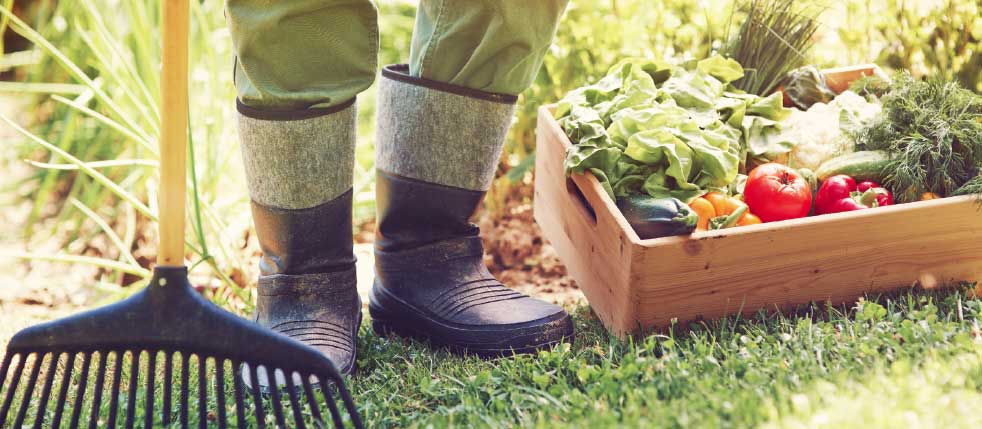 Growing a Kitchen Garden in Your Backyard